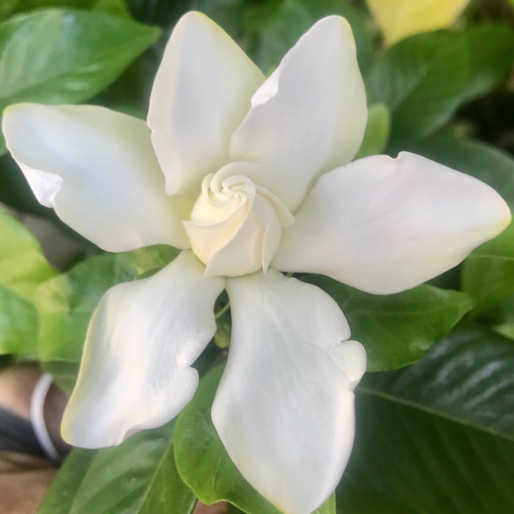 Meet your Posher, Rosie